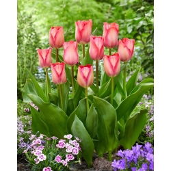 Tulipan Pink Sound - GIGA paczka! - 250 szt.