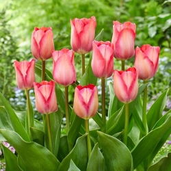 Tulipan Pink Sound - 5 szt.