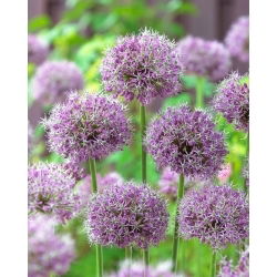Czosnek turkiestański - Allium Stipitatum - duża paczka! - 10 szt.