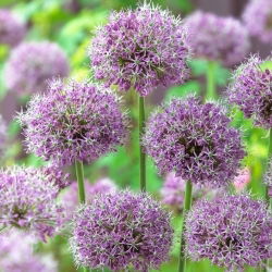 Czosnek turkiestański - Allium Stipitatum - GIGA paczka! - 50 szt.