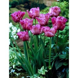 Tulipan papuzi fioletowy - Parrot purple - 5 szt.