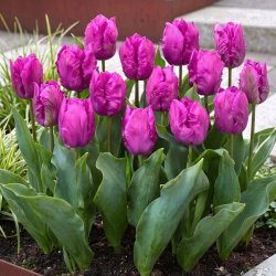 Tulipan papuzi fioletowy - Parrot purple - 5 szt.