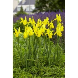 Irys holenderski - Strongold - 10 szt.