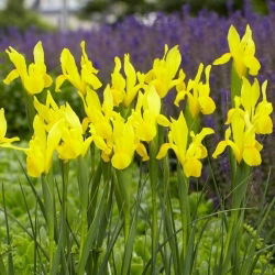 Irys holenderski - Strongold - 10 szt.