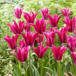 Tulipan Purple Doll - duża paczka! - 50 szt.