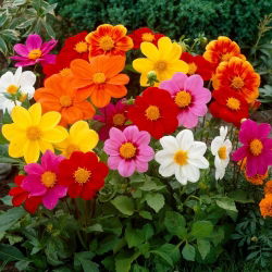 Dalia - Mignon mix - duża paczka! - 10 szt.