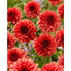 Dalia - Missis Miley