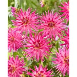 Dalia - Electric Light