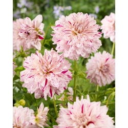 Dalia - Prince Valiant