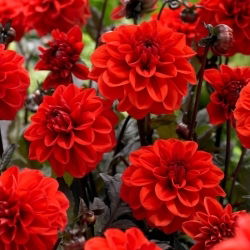 Dalia - Ellen Huston