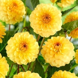 Dalia - Golden Scepter