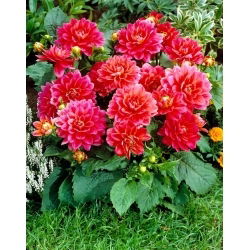 Dalia - Berliner Kleene