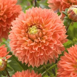 Dalia - Orange Impact