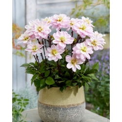 Dalia - Pacific Jewel