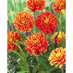 Dalia - Sunexplosion