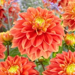 Dalia - Sunset Tropicana