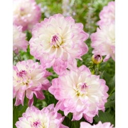 Dalia - Mikayla Miranda