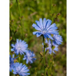 Cykoria podróżnik - idealna na łąkę kwietną - 100 gram