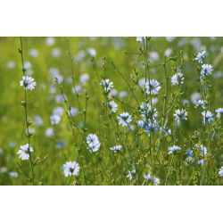 Cykoria podróżnik - idealna na łąkę kwietną - 100 gram