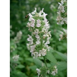 Kocimiętka właściwa - miododajna, intensywny zapach - duża paczka - 50 gram