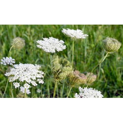 Marchew dzika, marchew zwyczajna - idealna na łąkę kwietną - 100 gram