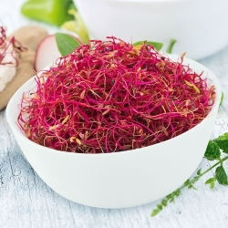 Nasiona na kiełki - Burak liściowy czerwony - 100 g