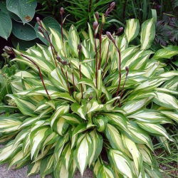 Funkia - Hosta Cherry Berry - 1 kłącze