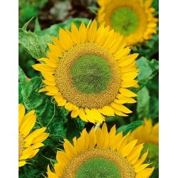 Słonecznik ozdobny Green Hobbit - nadaje się do uprawy na dopłaty - 1 kg