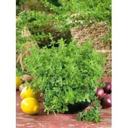 Oregano greckie - NASIONA OTOCZKOWANE