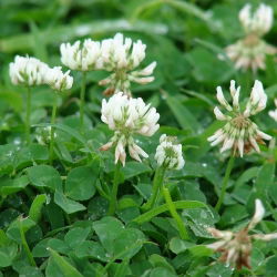 Koniczyna biała Haifa - 0,5 kg