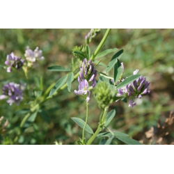 Lucerna siewna Eugenia - 0,5 kg