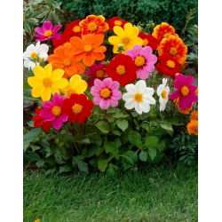 Dalia - Mignon mix - GIGA paczka! - 50 szt.