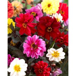 Dalia - Red Skin mix - GIGA paczka! - 50 szt.