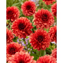 Dalia - Missis Miley - duża paczka! - 10 szt.