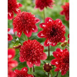 Dalia - Speech - GIGA paczka! - 50 szt.