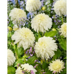 Dalia - Zahra - duża paczka! - 10 szt.