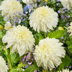 Dalia - Zahra - GIGA paczka! - 50 szt.