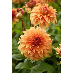 Dalia - Hercules - GIGA paczka! - 50 szt.