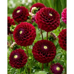 Dalia - Babette - duża paczka! - 10 szt.