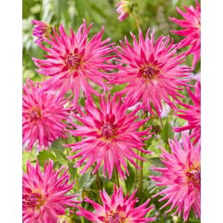 Dalia - Electric Light - duża paczka! - 10 szt.