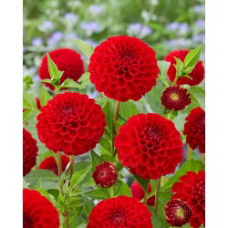 Dalia - Nescio - duża paczka! - 10 szt.