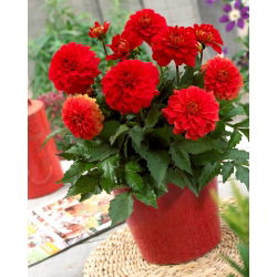 Dalia - Gallery Valentin - doniczkowa - duża paczka! - 10 szt.