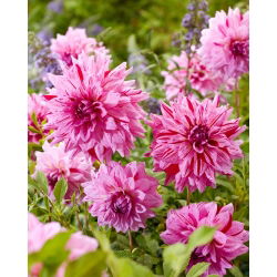 Dalia - Prins Carnaval - GIGA paczka! - 50 szt.