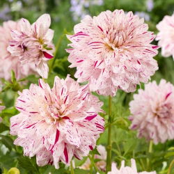 Dalia - Prince Valiant - GIGA paczka! - 50 szt.