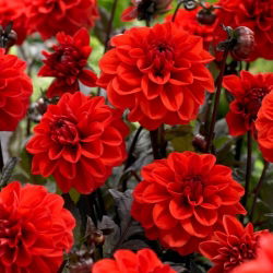 Dalia - Ellen Huston - GIGA paczka! - 50 szt.