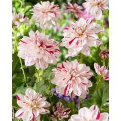 Dalia - Bright Diamond - GIGA paczka! - 50 szt.