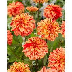 Dalia - Pasolini - GIGA paczka! - 50 szt.