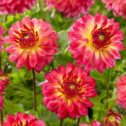 Dalia - Armateras - duża paczka! - 10 szt.