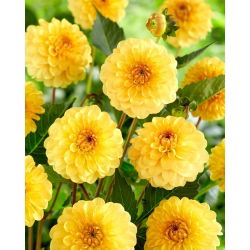 Dalia - Golden Scepter - GIGA paczka! - 50 szt.