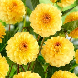 Dalia - Golden Scepter - duża paczka! - 10 szt.